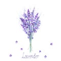 Watercolor lavender bouquet. Lavender flowers, plants and watercolour splashes on white background