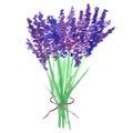 Watercolor lavender bouquet, tied with a ribbon