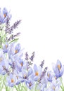 Watercolor lavender and crocus frame banner illustration. Hand painted vintage flowers with stem isolated on white background.