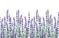 Watercolor lavender design