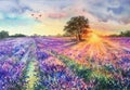 Watercolor lavender field. Sunset lavender field. Royalty Free Stock Photo