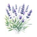 watercolor of Lavender flower bouquet and greenery leaves clipar