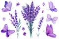 Watercolor lavender flowers and butterflies, floral design purple elements on isolated white background. Bouquet flowers Royalty Free Stock Photo