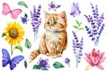 Watercolor lavender flowers, lotus, sunflower, butterflies and kitten, set floral isolated elements white background Royalty Free Stock Photo