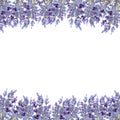 Watercolor lavender illustration for banner and poscard Royalty Free Stock Photo