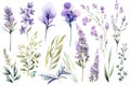 Watercolor lavender, iris, eucalyptus and lavender bouquets. Generative AI