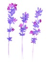 Watercolor lavender set Royalty Free Stock Photo