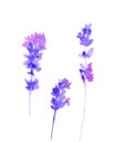 Watercolor lavender set Royalty Free Stock Photo