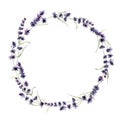 Watercolor lavender wreath. Hand painted violet flowers, branch and leaves isolated on white background. Spring Royalty Free Stock Photo