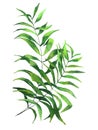 Watercolor leaf cane palm