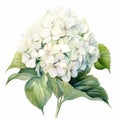 Realistic Watercolor Hydrangea Bouquet Illustration In James Bullough Style Royalty Free Stock Photo