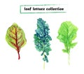 Watercolor leaf lettuce