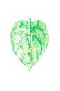 Watercolor leaf printed, heart shaped green leaf on white background for nature conservation concept. Clipping path included. Royalty Free Stock Photo