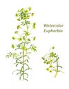 Watercolor leafy spurge or Euphorbia ÃÂ©sula isolated