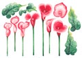 Watercolor leaves and Calla Lily flowers in pink and red colors Royalty Free Stock Photo