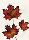 Watercolor Leaves painting