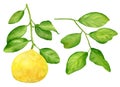 Watercolor lemon branch and leaves set. Hand drawn citrus plants isolated on white background. Botanical illustration Royalty Free Stock Photo