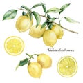 Watercolor lemon branch, lemons and slice set. Hand painted lemon fruit on branch with slice isolated on white