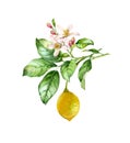 Watercolor Lemon branch. Realistic citrus fruit tree with flowers, leaves. Botanical illustration. Isolated artwork on