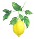 Watercolor lemon branch on white background