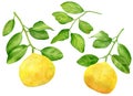 Watercolor lemon branches and leaves set. Hand drawn citrus plants isolated on white background. Botanical illustration Royalty Free Stock Photo