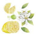 Watercolor lemon collection