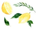 Watercolor lemon collection.