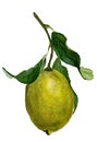 Watercolor lemon, lemon decor, white background. Hand drawn fruit illustration isolated on white background.