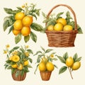 Watercolor lemon fruit in basket, lemon tree illustrations set isolated on white background