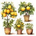 Watercolor lemon fruit in basket, lemon tree illustrations set isolated on white background