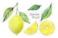 Watercolor lemon fruit set. White background. Fresh fruit. Lemon tree fruits and leaves. Collection design elements for