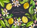 Watercolor Lemon fruits. Floral frame with text on dark background. Citrus tree branches, flowers, leaves. Realistic Royalty Free Stock Photo