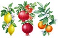 Watercolor pomegranate, lemon, tangerine, fruit painted isolated natural organic fresh, illustration on white background Royalty Free Stock Photo