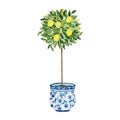 Watercolor lemon tree in a blue vase Royalty Free Stock Photo