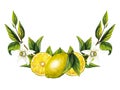 Watercolor Lemon Tree Branch with Flowers isolated on white background. Hand Drawn botanical illustration of Yellow Royalty Free Stock Photo