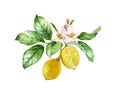 Watercolor Lemon. Tree branch with two fruits, flowers, leaves. Realistic botanical watercolor illustration. Isolated