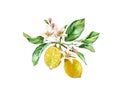Watercolor Lemon tree. Realistic branch with two fruits, flowers, leaves. Botanical illustration. Isolated artwork on Royalty Free Stock Photo