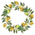 Watercolor lemon wreath branch with leaves, lemons and flowers. Hand painted fresh yellow fruits, pink flower isolated Royalty Free Stock Photo