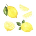 Watercolor lemons on the white background. hand drawn isolated illustration