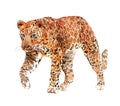 Watercolor leopard big cat animal illustration