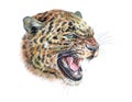 Watercolor leopard big cat animal illustration