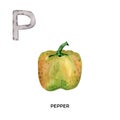 Watercolor letter P with pepper illustration. English ABC, alphabet with paprika vegetable illustration