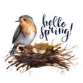 Watercolor lettering Hello spring bird card. Hand painted illustration with robin in the nest isolated on white