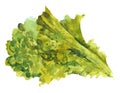 Watercolor lettuce leaf. Lettuce for burgers and sandwiches