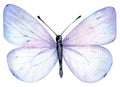 Watercolor light blue butterfly isolated on the white background. Hand-drawn summer illustration. Royalty Free Stock Photo
