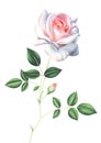 Watercolor light pink rose with leaves and bud isolated on white background. Royalty Free Stock Photo