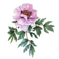 Watercolor light pink tree-like peony with leaves on white background. Fresh flowering peony
