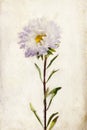 Watercolor lilac aster