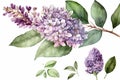 Watercolor lilac flower. Syringa vulgaris in bloom, blossom in purple and violet color.