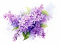 Watercolor lilac flowers bouquet on white background. illustration. Generative AI Royalty Free Stock Photo